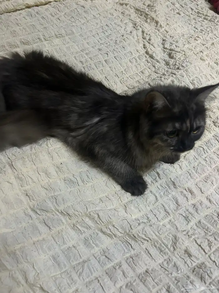 بسه شيرازيه تايقر انثي 5