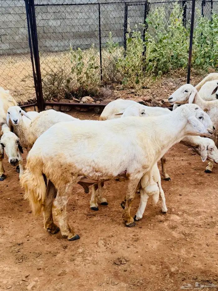 تيس   خروف فحول مشروطة من كل شي بأذن الله 2