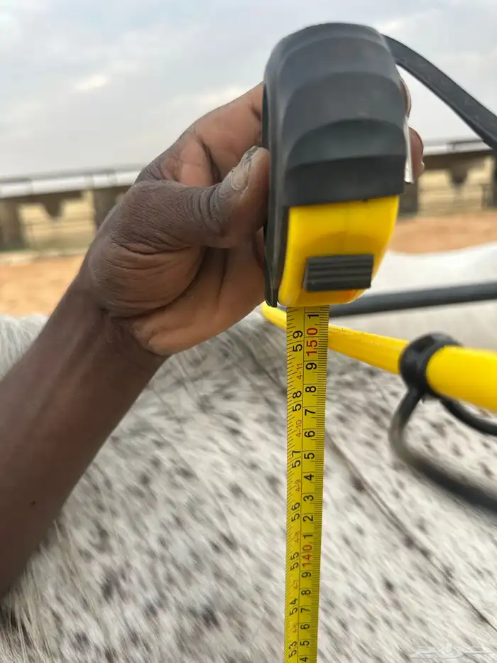 فرس صفراء شيخه 7