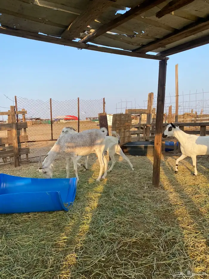 للبيع معزا بيشيات بالفحل دفيع ومضاريع 18