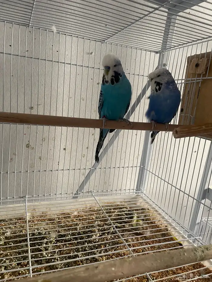 ثلاث ازواج باجي انجليزي وزوجين استرالي 4