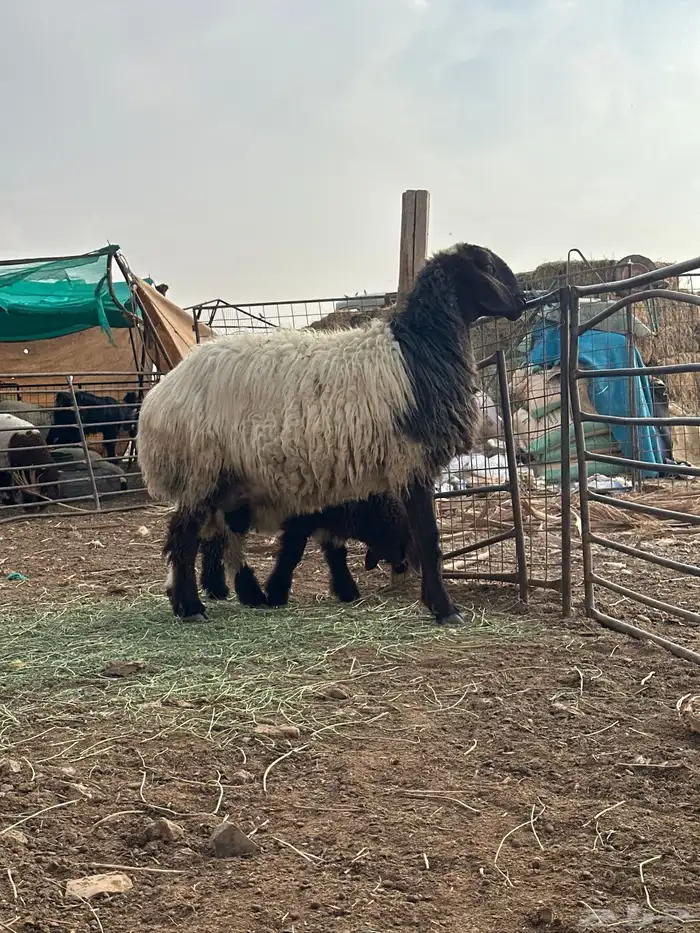 نعجة صنف مطفل نعيميه 0