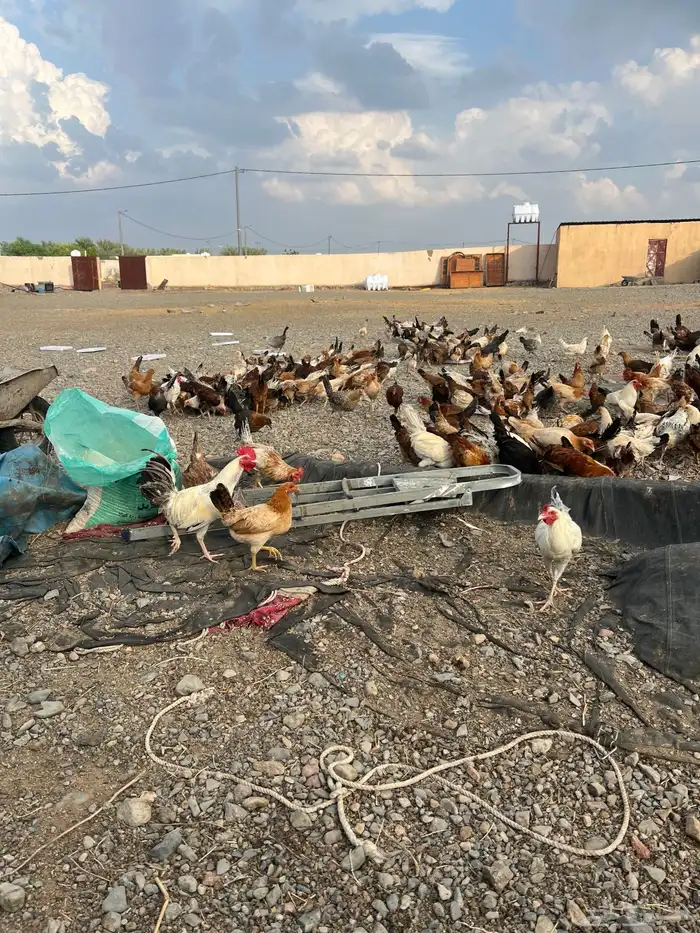 دجاج بلدي بشاير توه بادي يبيض اول بيضه نزلها امس 1