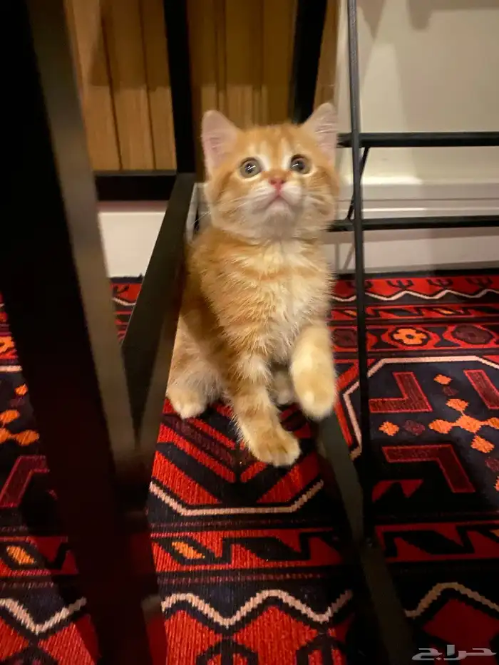 قطوه سكوتش ستريت 1