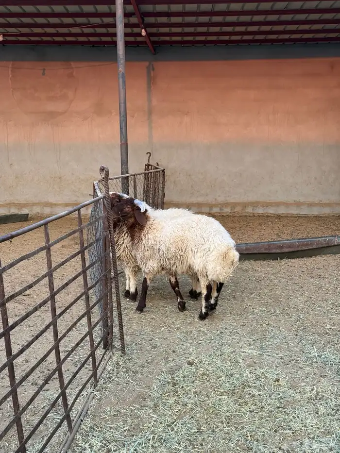 ذبايح القيصومه 1