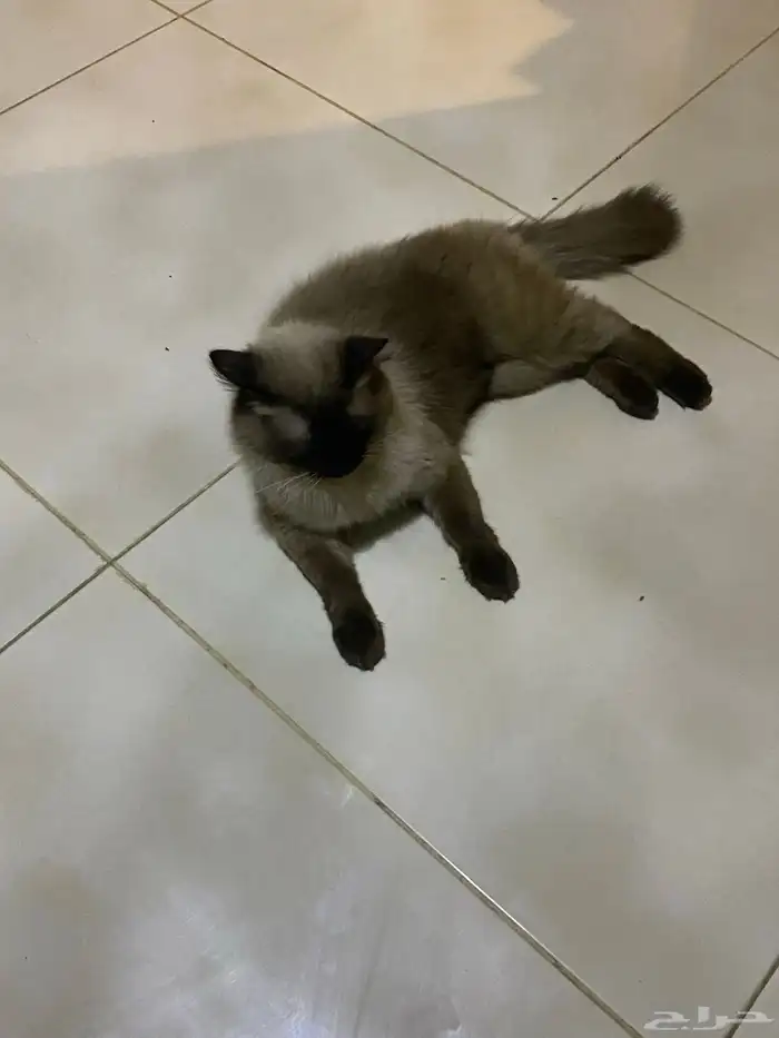 قط هملايا للتبني 0