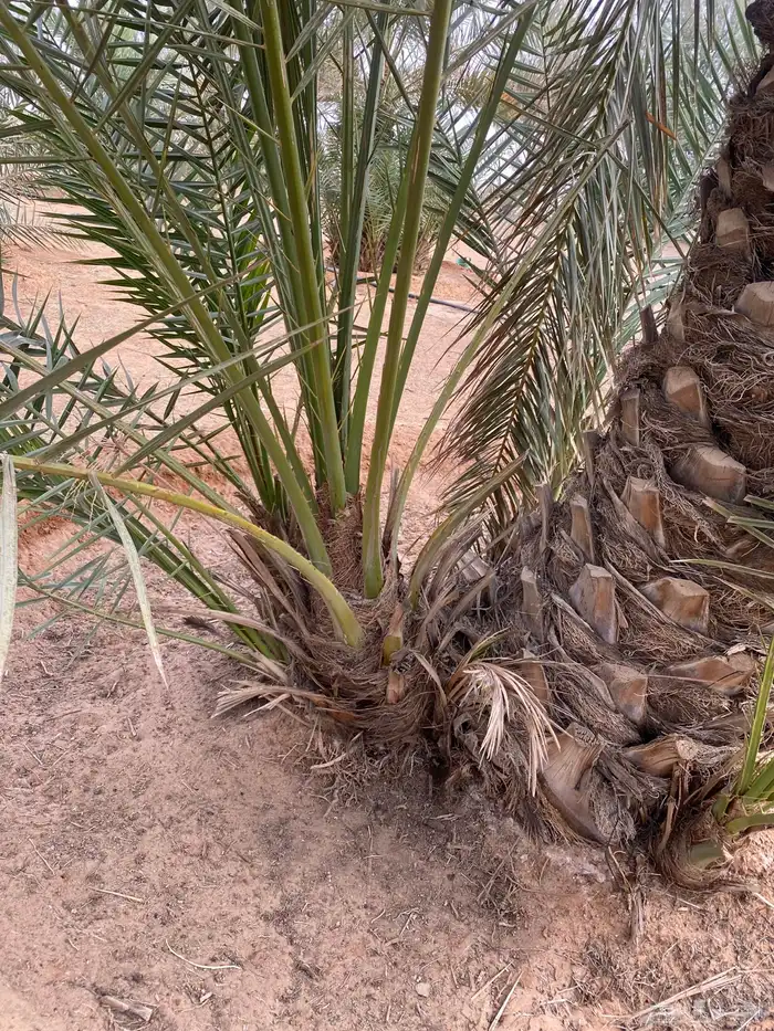 يوجد لدينا نخل البيع الموقع شقرا ساجر الدودمي عفيف 2