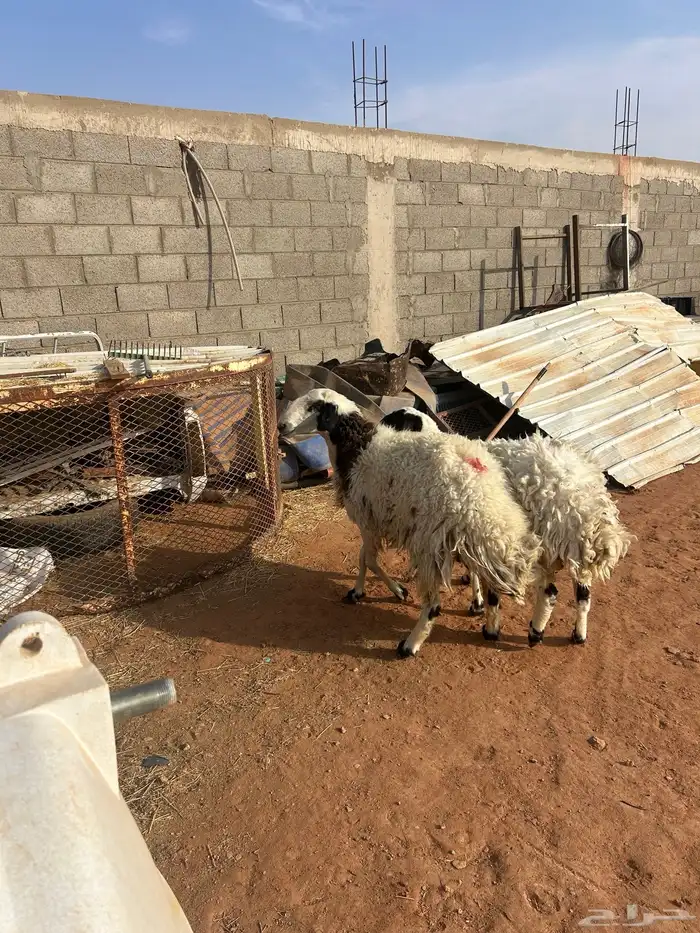 نعيم دفيع ومشروع فحل 3