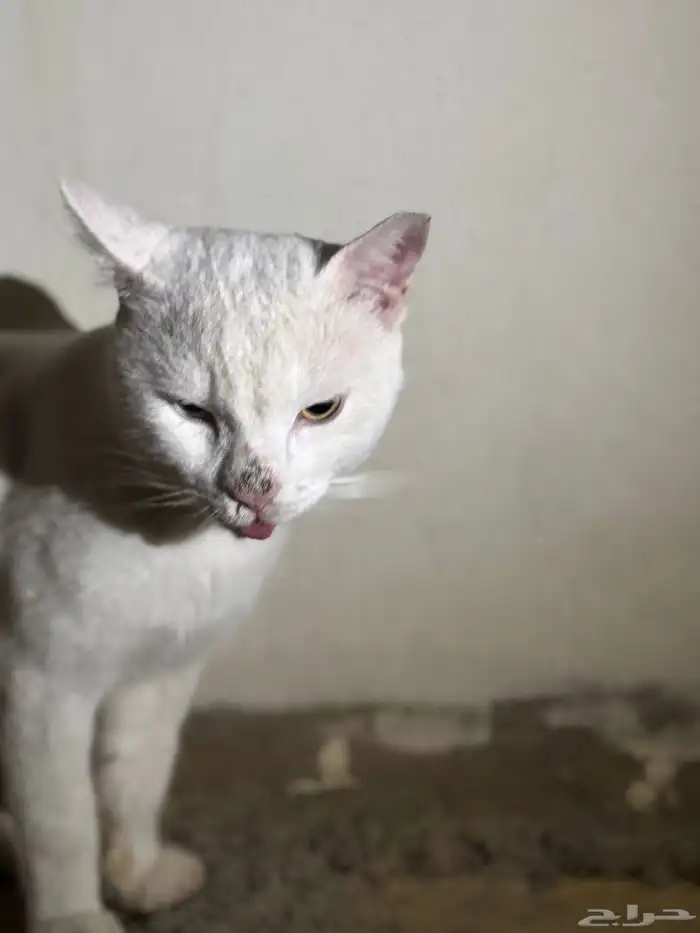 قط للتبني ذكر اليف 1