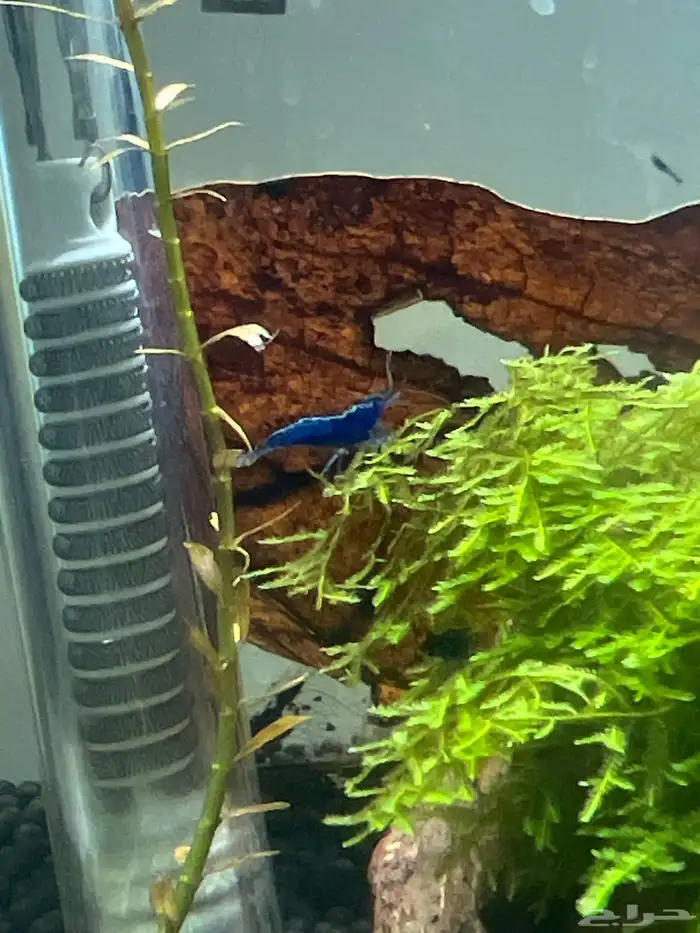 شريمب زينه 3