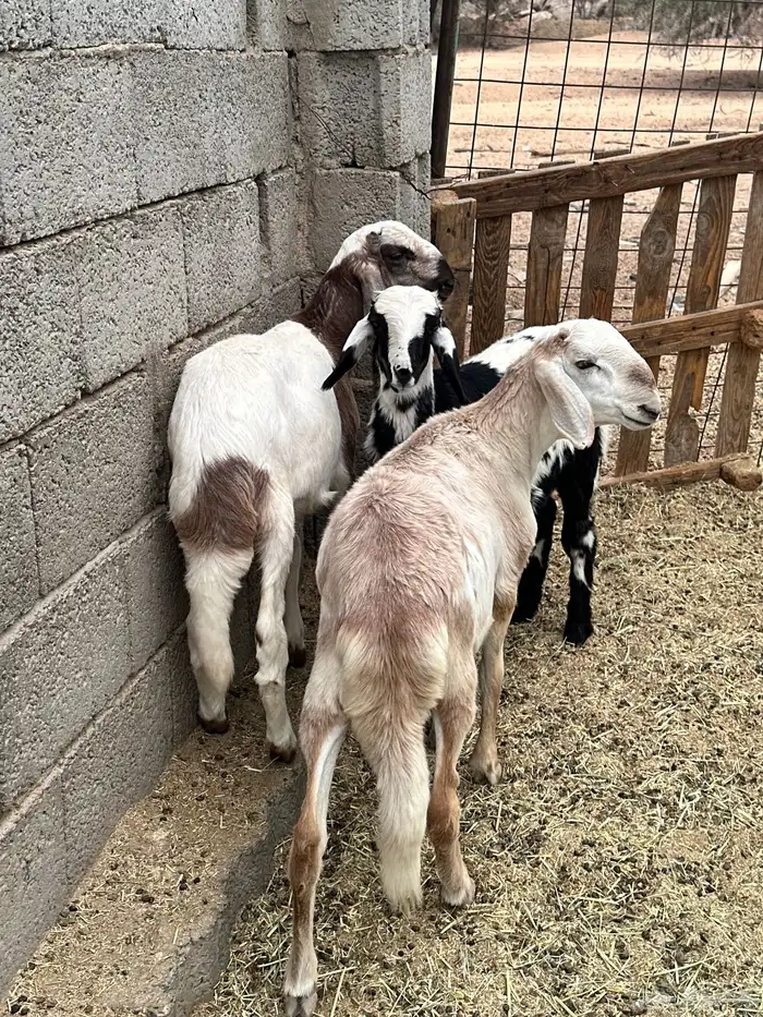 بهم هجين تيلاد 1