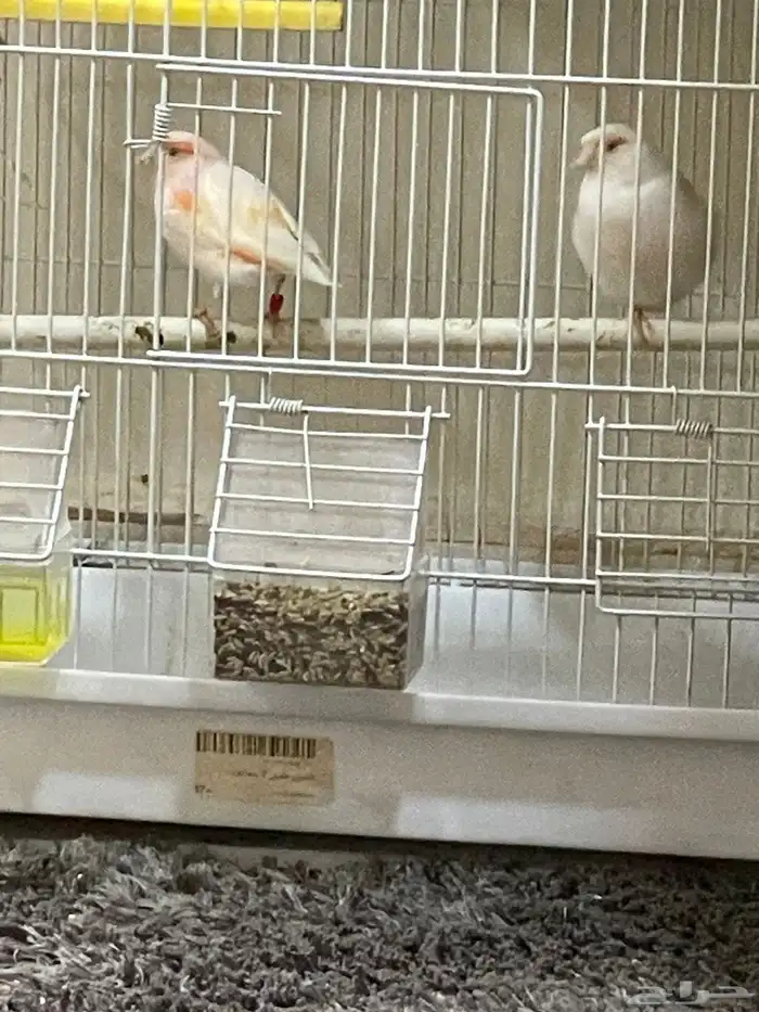 كناري موازيك 3