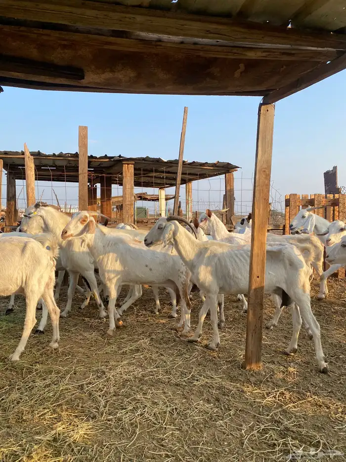 للبيع معزا بيشيات بالفحل دفيع ومضاريع 2