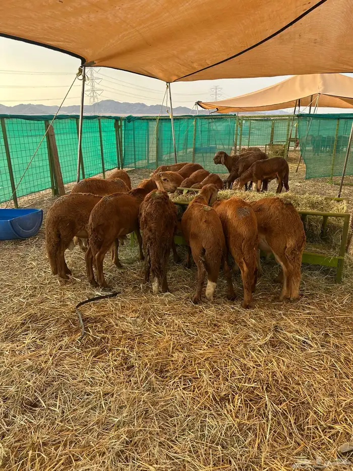 طليان سواكني حمري للمناسبات والعقيقة 4