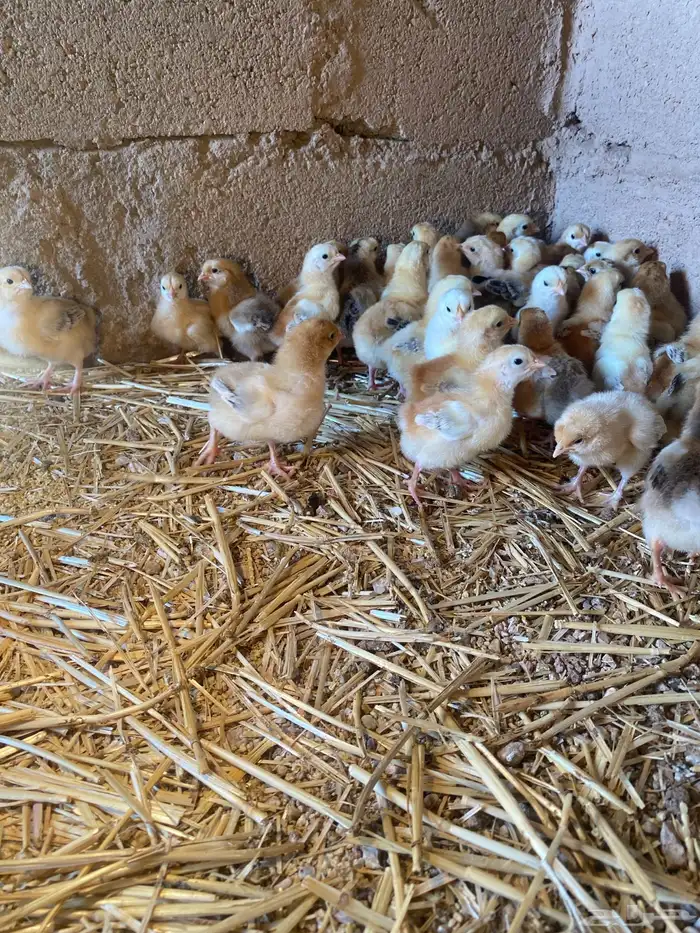 للبيع صوص تركي 5