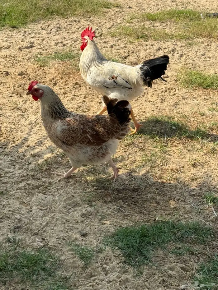 أطباق بيض تفقيس (تركي-كلومبي-فرنسي) 4