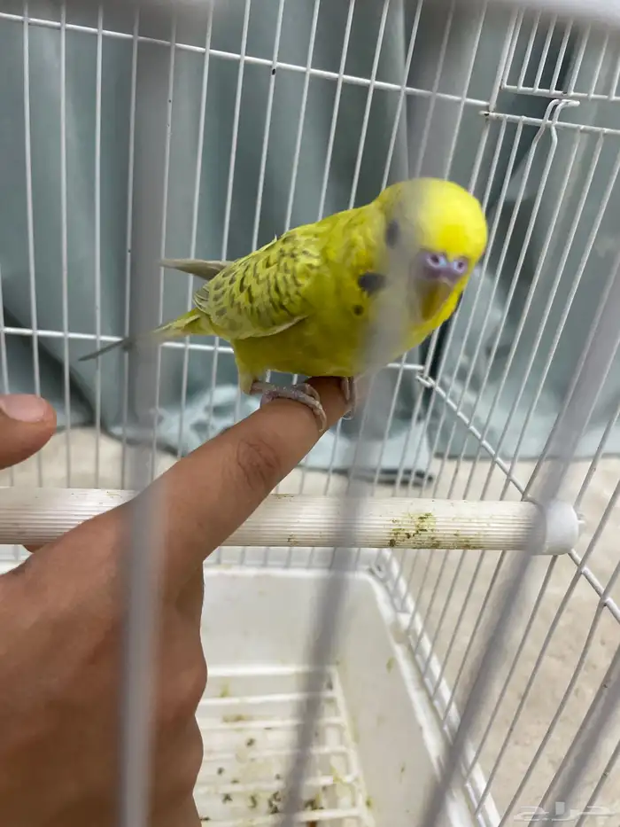 طيور البادي أو طيور الحب أليف قريب للهدد 2