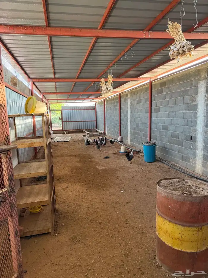 دجاج فيومي بياض وديوك ومعة نوع ثاني بلدي ماهو واج ومعة ديوك 3