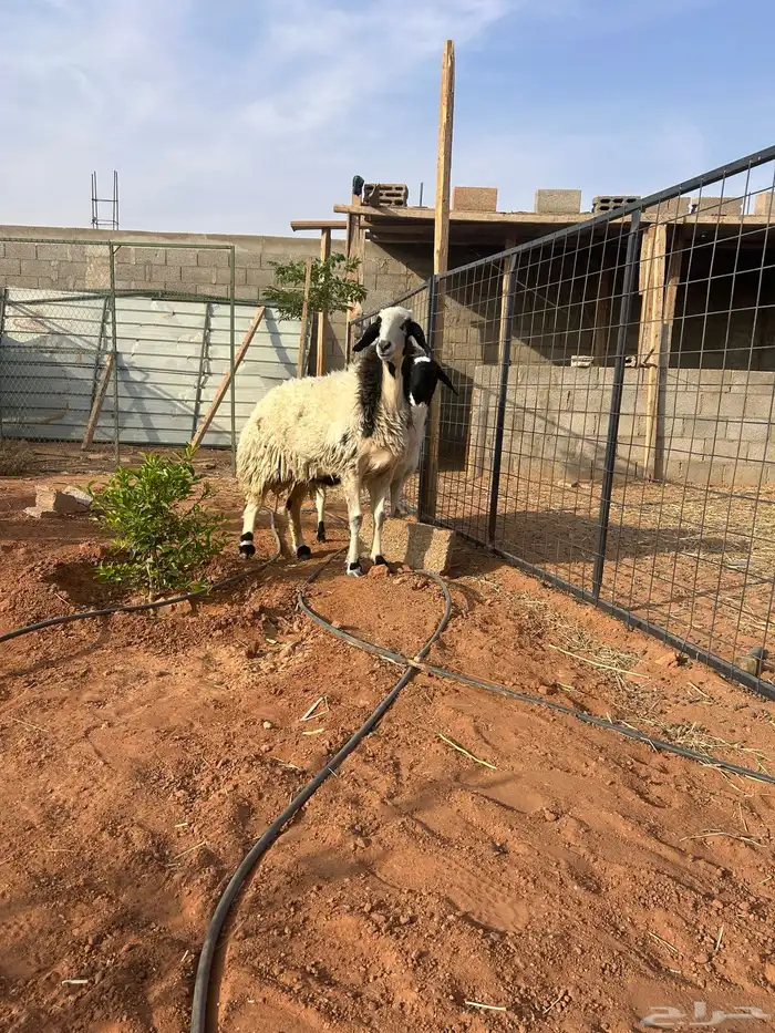 نعيم دفيع ومشروع فحل 1