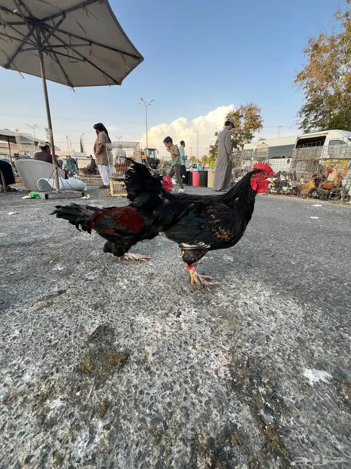 ديك   ديكه مهجن باكستاني للبيع 2