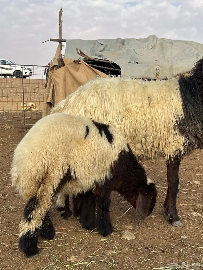 نعجة صنف مطفل نعيميه 2