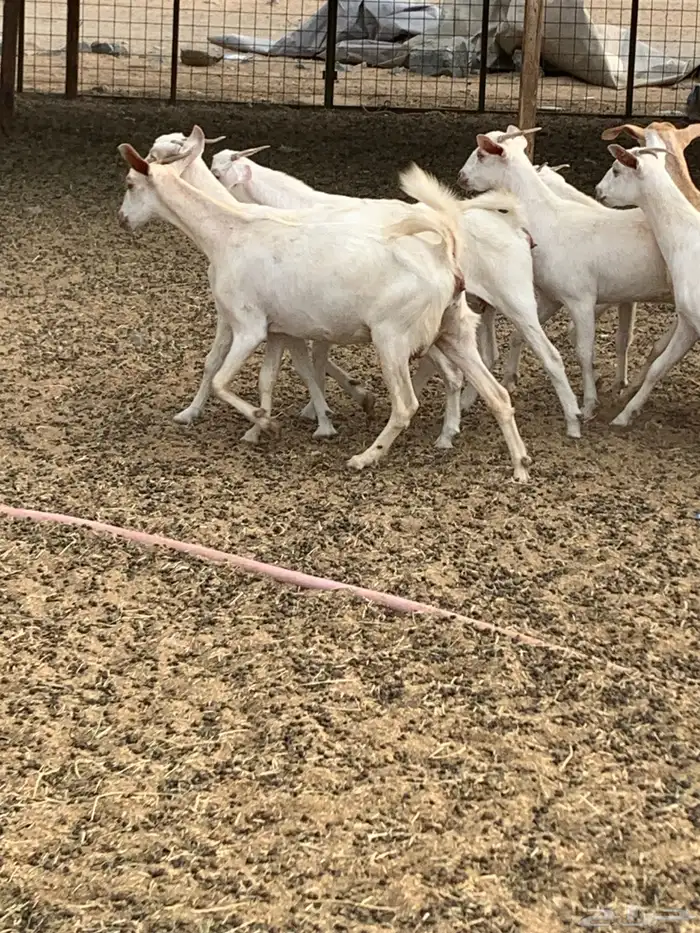 للبيع معزا جفار بيشيات برص ومعزا دهم 13