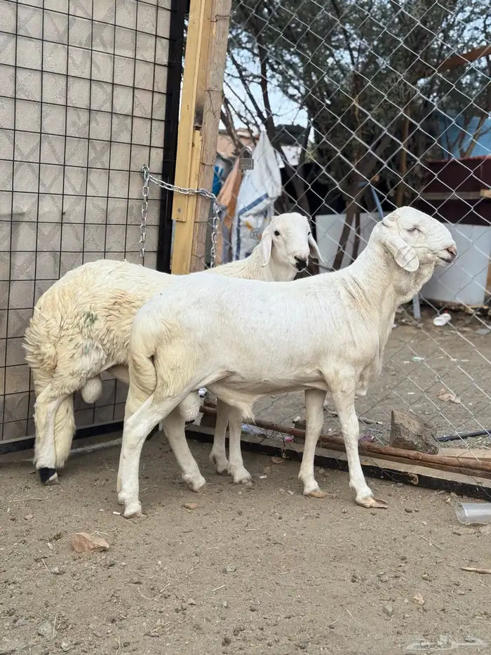 سواكن ابيض ذبايح 3