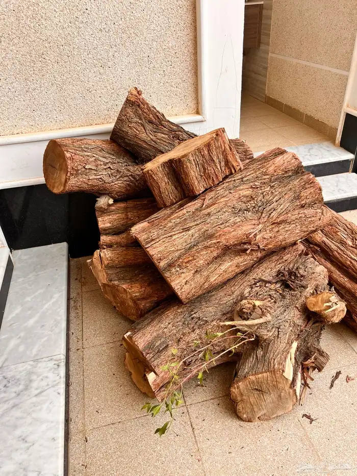 للبيع جذوع شجرة كبيرة 1