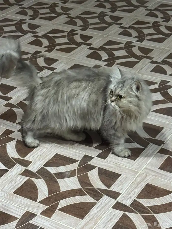 قطوه للبيع 1