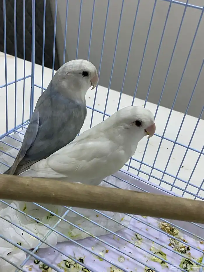 طيور روز جوز متالفين 0