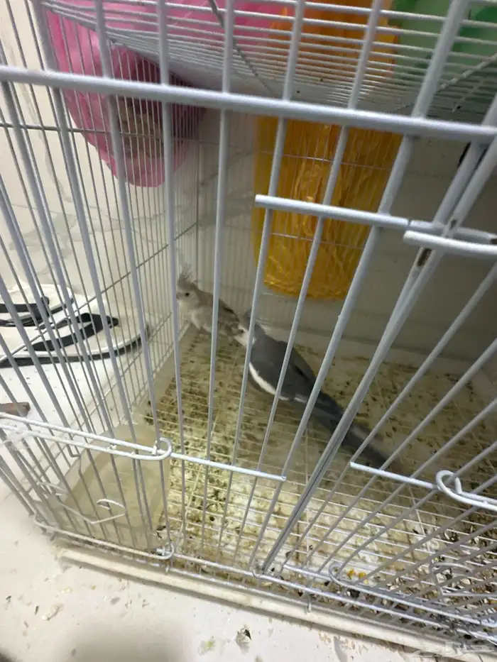 كروان جوز جاهز للبيض والإنتاج على السوم بصحه جيدا جدا 2