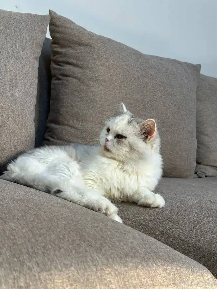 قطه للتبني 2