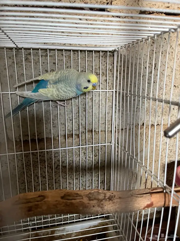 ذكر بادجي رنبو جاهر ماشالله 1