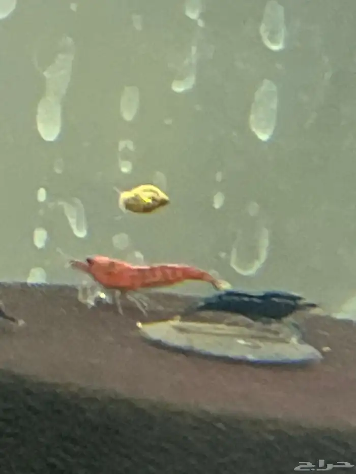 شريمب زينه 4