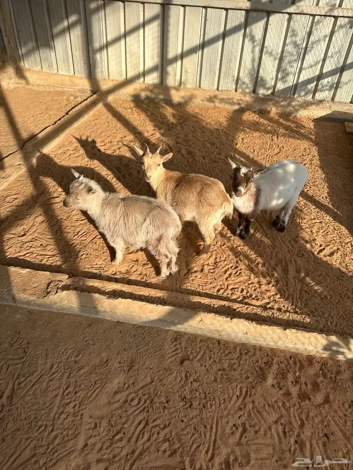 ماعز للبيع 3