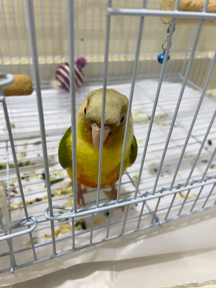 فرخ كنيور اناناس (تم البيع). 0