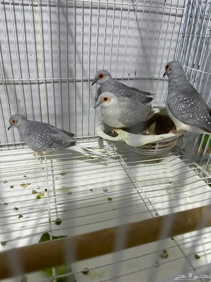 يمام ماسي زوجين على الشرط 1