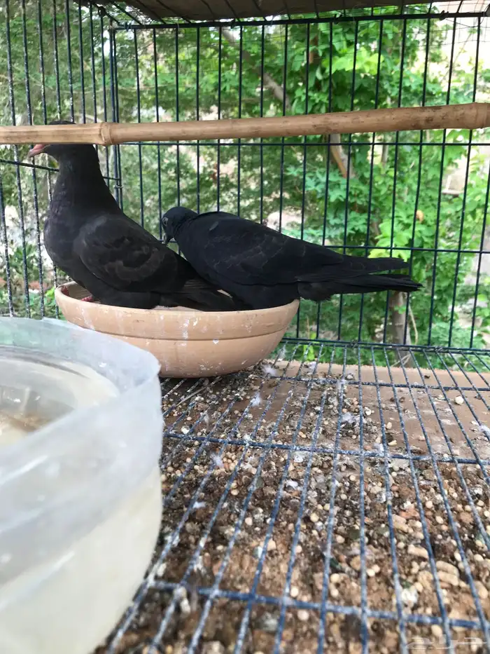 صنعاني اصيل شيبه صوت ناعم وحجم صغير 27