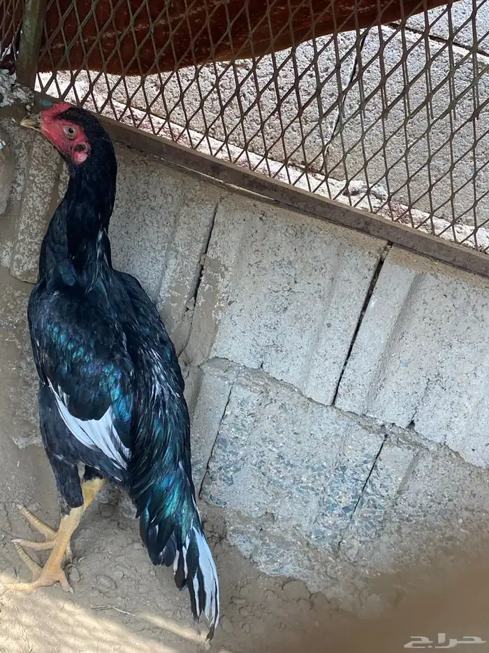 للبيع ديك باكستاني على السوم 0