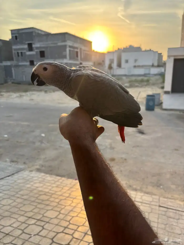 للبيع فرخ كاسكو انتاج محلي 3