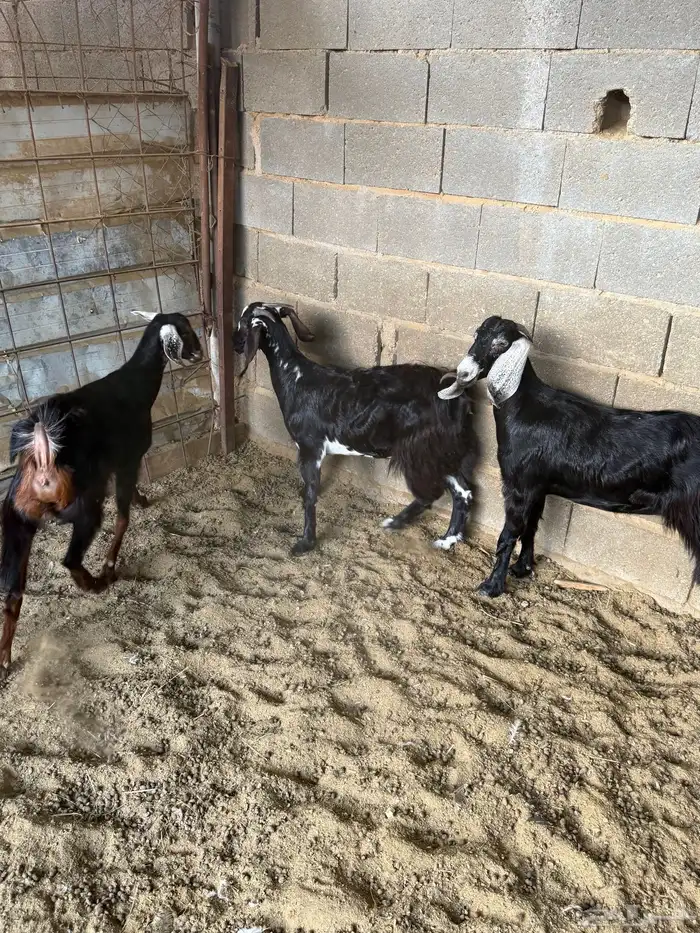 جفار من حلالي نظيفه 1