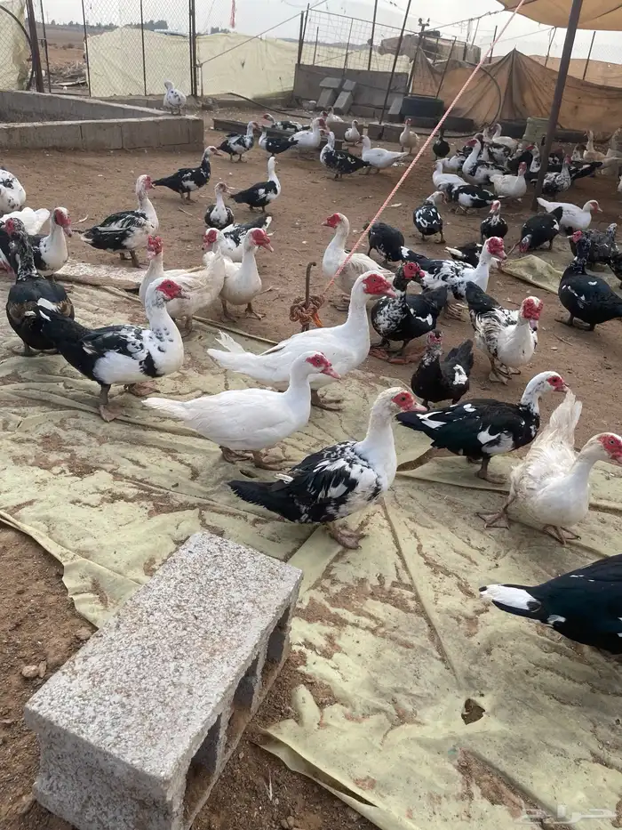 بط بح مكسوفي 1