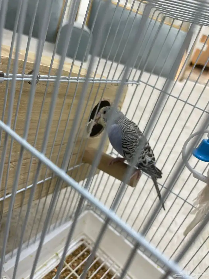 طيور البادي أو طيور الحب أليف قريب للهدد 4