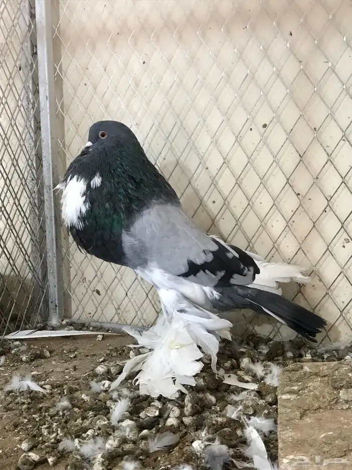 للبيع فحل ابو مريان هلال 2