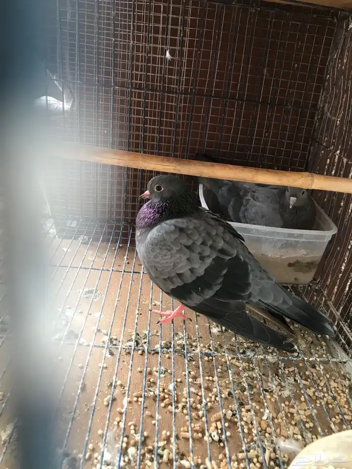 صنعاني اصيل شيبه صوت ناعم وحجم صغير 15