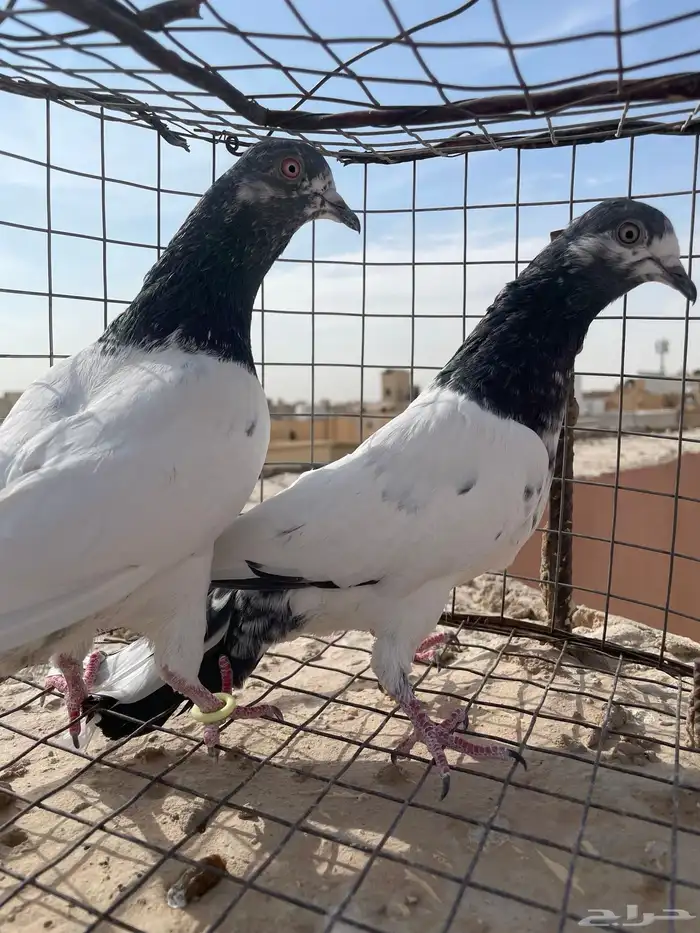 حمام باكستاني 3