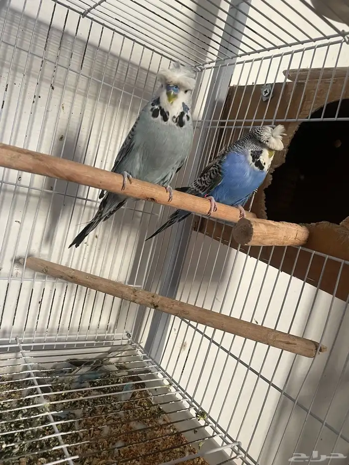 ثلاث ازواج باجي انجليزي وزوجين استرالي 3