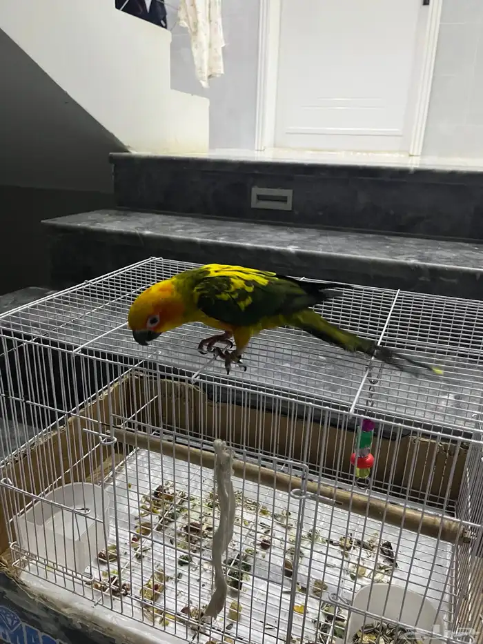 ببغاء صن كنيور الصبغه قويه 0