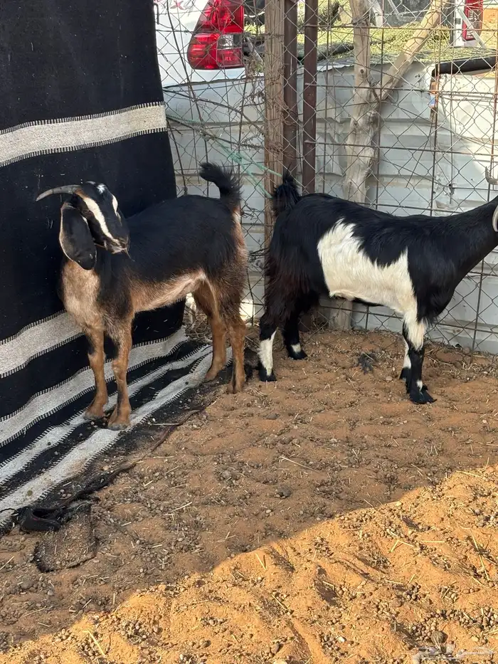 مقاني 20 بفحلها 3