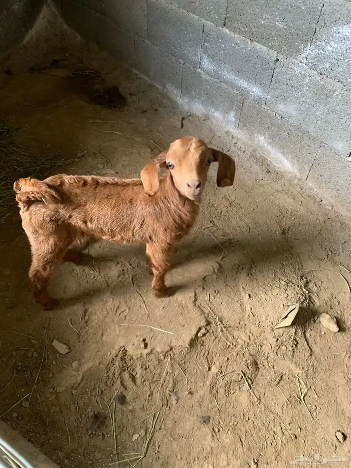 معزا ولد وقرايب 5